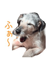 Photo of Leo-kun sticker #15649080