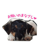 Photo of Leo-kun sticker #15649086