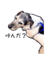 Photo of Leo-kun sticker #15649087