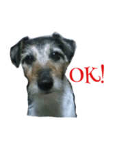 Photo of Leo-kun sticker #15649088