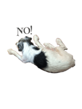 Photo of Leo-kun sticker #15649089