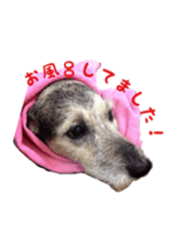 Photo of Leo-kun sticker #15649097