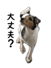 Photo of Leo-kun sticker #15649099