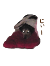 Photo of Leo-kun sticker #15649103