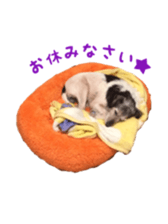 Photo of Leo-kun sticker #15649105