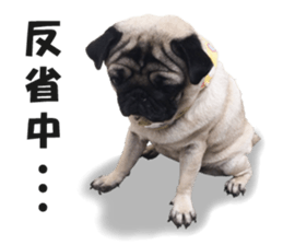 Maruchan the Pug 2 sticker #15649187