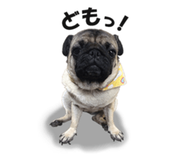 Maruchan the Pug 2 sticker #15649188