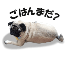 Maruchan the Pug 2 sticker #15649189