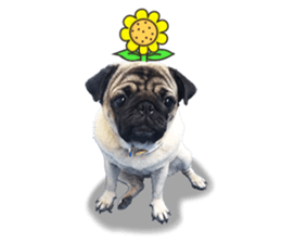 Maruchan the Pug 2 sticker #15649190