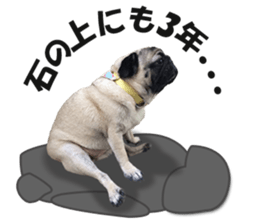 Maruchan the Pug 2 sticker #15649191