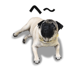 Maruchan the Pug 2 sticker #15649192