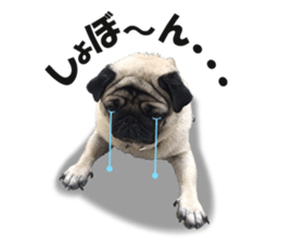 Maruchan the Pug 2 sticker #15649193