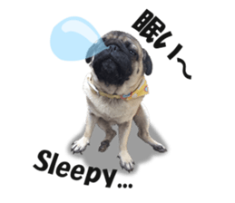 Maruchan the Pug 2 sticker #15649194