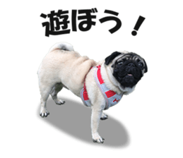 Maruchan the Pug 2 sticker #15649195