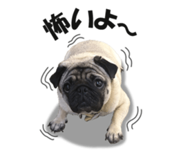 Maruchan the Pug 2 sticker #15649196