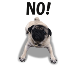 Maruchan the Pug 2 sticker #15649197