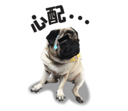 Maruchan the Pug 2 sticker #15649198