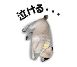 Maruchan the Pug 2 sticker #15649199