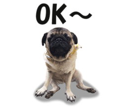 Maruchan the Pug 2 sticker #15649200