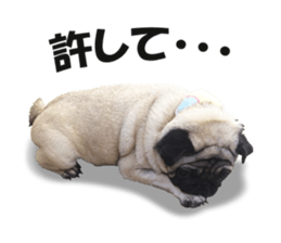 Maruchan the Pug 2 sticker #15649201