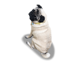 Maruchan the Pug 2 sticker #15649202