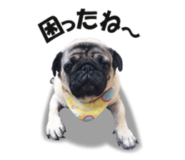 Maruchan the Pug 2 sticker #15649203
