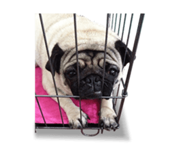Maruchan the Pug 2 sticker #15649205