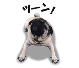 Maruchan the Pug 2 sticker #15649206