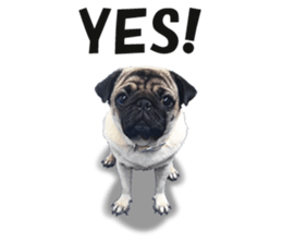 Maruchan the Pug 2 sticker #15649207