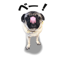 Maruchan the Pug 2 sticker #15649208