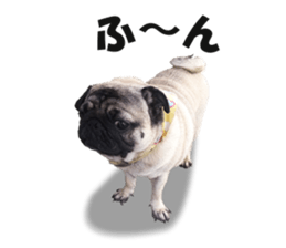 Maruchan the Pug 2 sticker #15649209