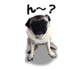 Maruchan the Pug 2 sticker #15649210