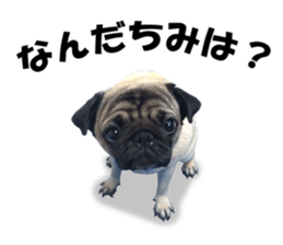 Maruchan the Pug 2 sticker #15649211