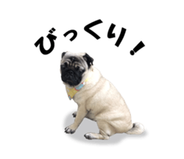 Maruchan the Pug 2 sticker #15649212