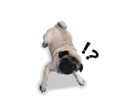 Maruchan the Pug 2 sticker #15649213