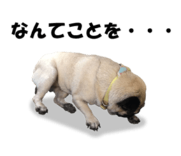 Maruchan the Pug 2 sticker #15649214