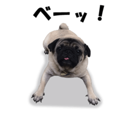 Maruchan the Pug 2 sticker #15649215