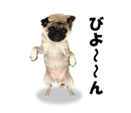Maruchan the Pug 2 sticker #15649216