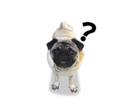Maruchan the Pug 2 sticker #15649217
