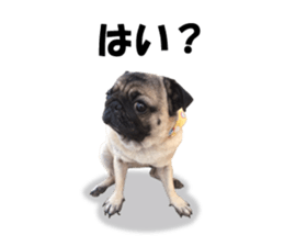 Maruchan the Pug 2 sticker #15649218