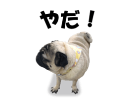 Maruchan the Pug 2 sticker #15649219
