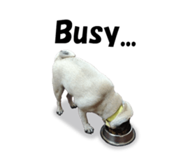 Maruchan the Pug 2 sticker #15649220