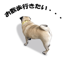 Maruchan the Pug 2 sticker #15649221