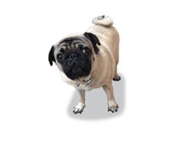 Maruchan the Pug 2 sticker #15649222