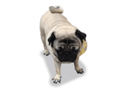 Maruchan the Pug 2 sticker #15649223