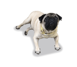 Maruchan the Pug 2 sticker #15649224