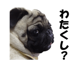 Maruchan the Pug 2 sticker #15649225