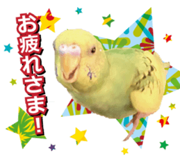 Parakeet 100% sticker #15654378