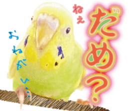 Parakeet 100% sticker #15654380