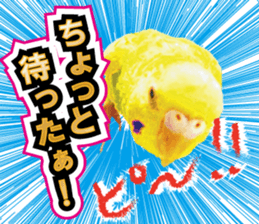 Parakeet 100% sticker #15654381